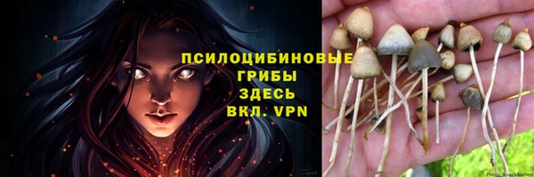 прущие грибы Гусев